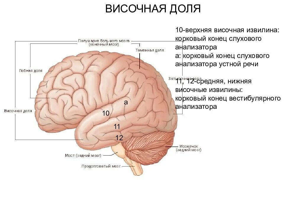 Выберите височную долю