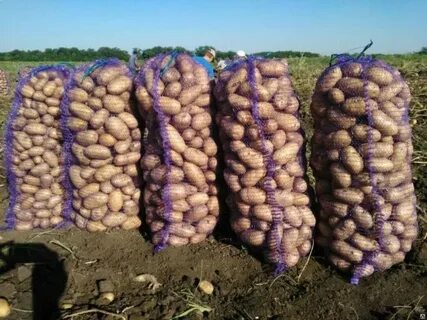 Кфх семенного картофеля