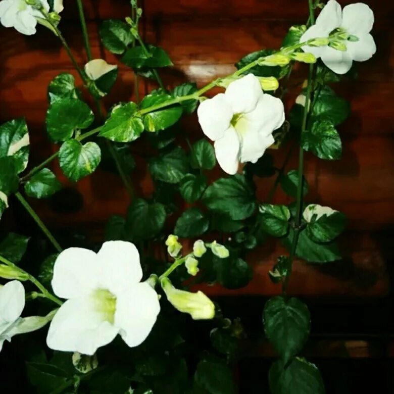 Asystasia gangetica 'You're So Vein' Medicinal herbs garden, Plants, Trees to pl