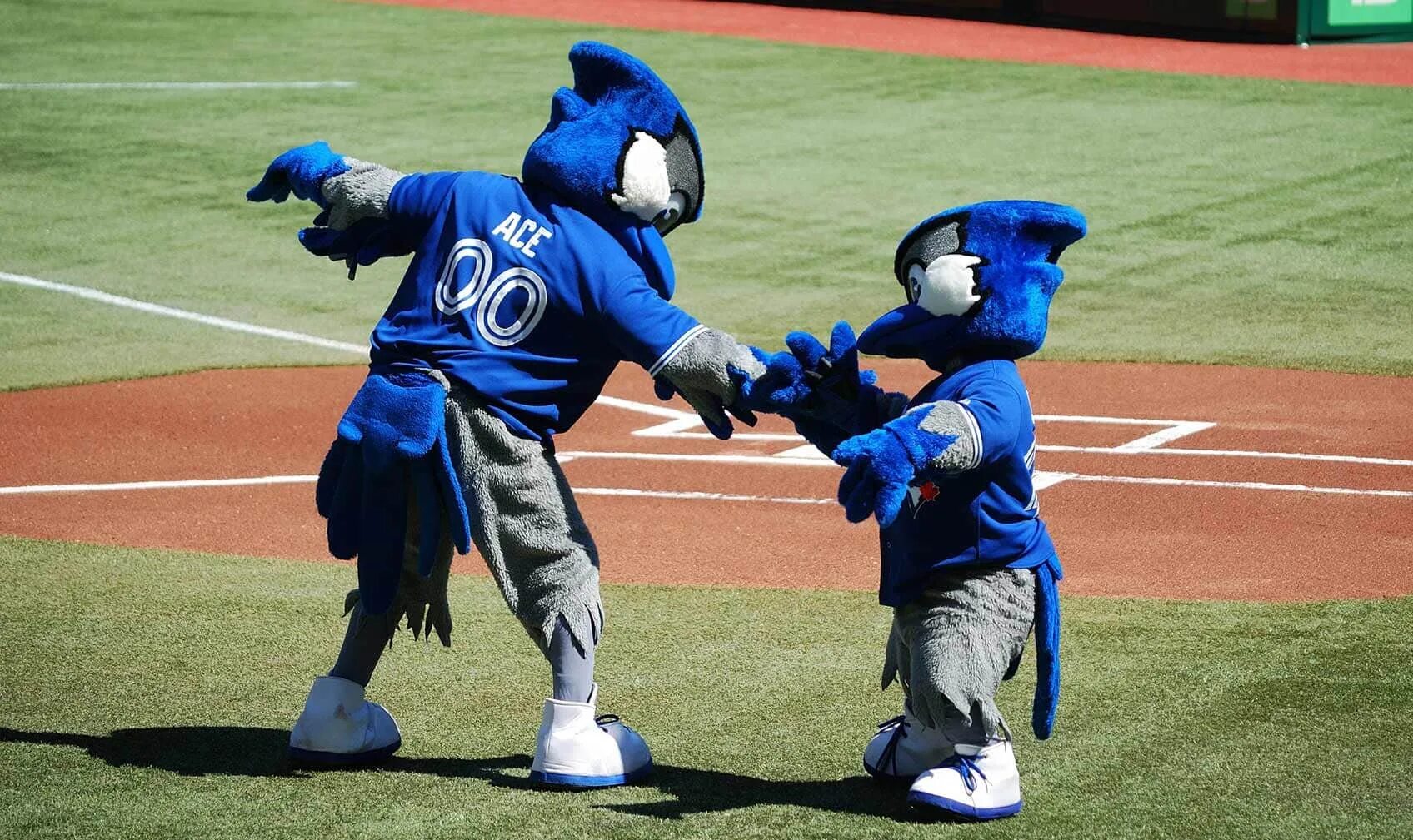 Экс ниило блю талисман. Blue jays команда. синий маскот. юниор джей. blue талисман команды.