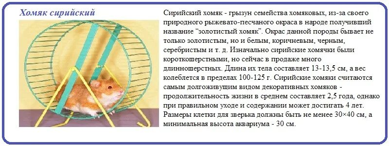 Содержание хомяка. Сирийский хомяк уход и содержание в домашних условиях. уход за сирийским хомяком в домашних условиях. сирийский хомяк описание. содержание сирийских хомяков.