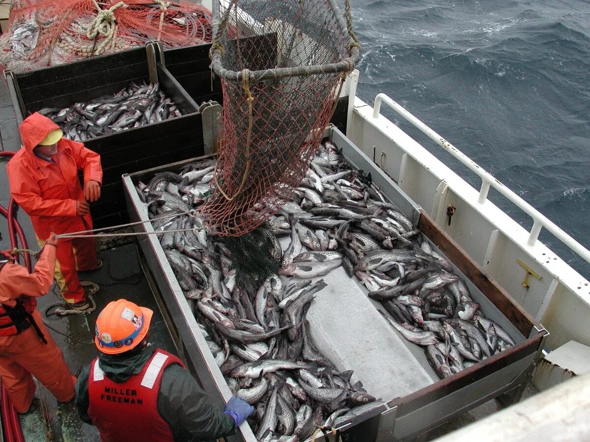 Охотское море рыбный промысел. Минтай Охотского моря. Вылов минтая в Охотском мре. Промысел минтая в Охотском море. Великобритании запретили ловить рыбу