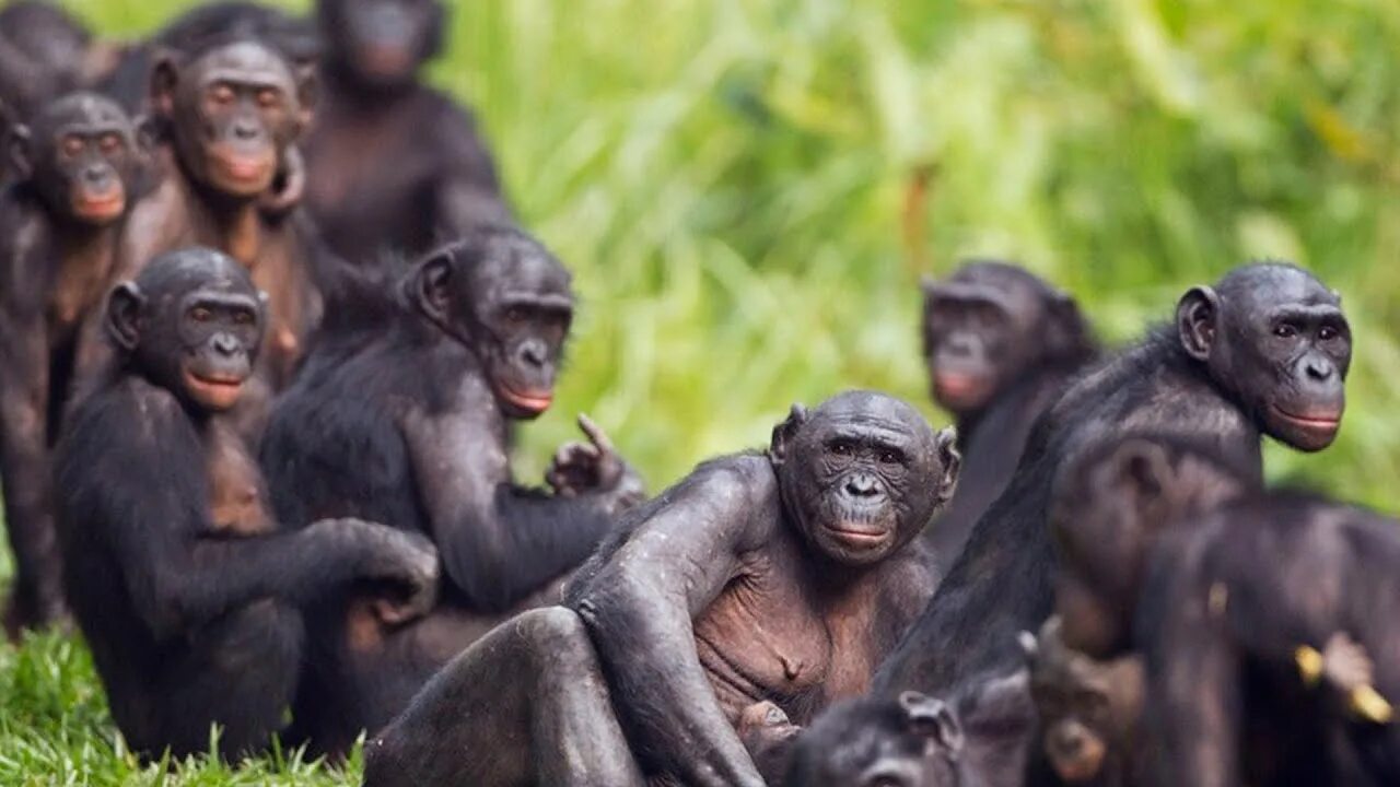 Отдел обезьяна. Бонобо обезьяна. Шимпанзе бонобо. Бонобо детеныш. Карликовые шимпанзе бонобо.