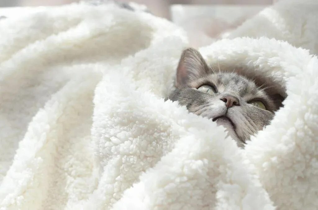 кот в одеяле. человек в одеяле. кот в одеяле. котик в пледе. укутаться в плед.