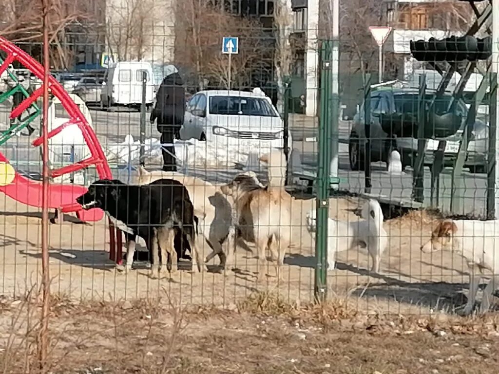 Собак где сейчас. Бродячие собаки в Волгограде. Стая собак. Стая собак во дворе.