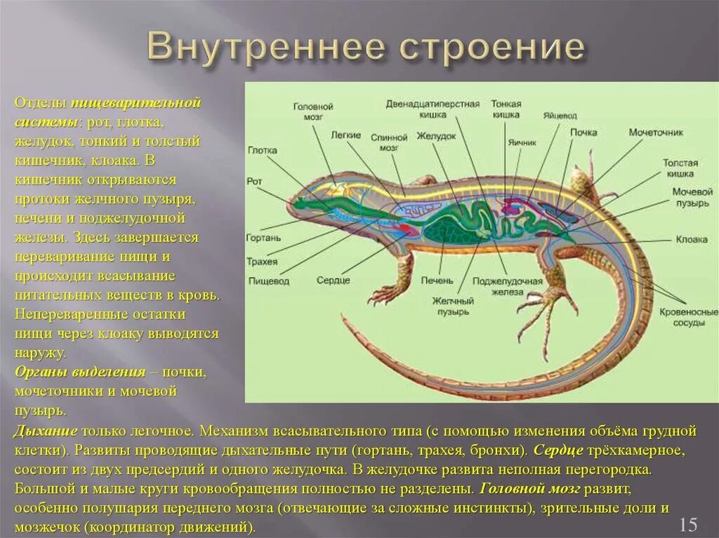 Строение ящерицы 7 класс. Внутренне строение хвостатых земноводных. Пресмыкающиеся внутреннее строение 7. Внутреннее строение Тритона обыкновенного. Строение пресмыкающихся 7 класс биология.