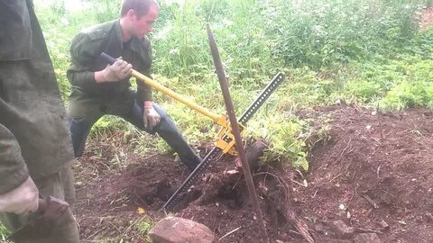 Кто выкорчевывает бузину