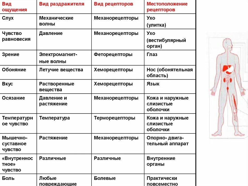 Строение кожно мышечного чувства. Строение мышечного чувства таблица. Органы чувств таблица. Функции кожно мышечного чувства. Мышечное чувство строение.