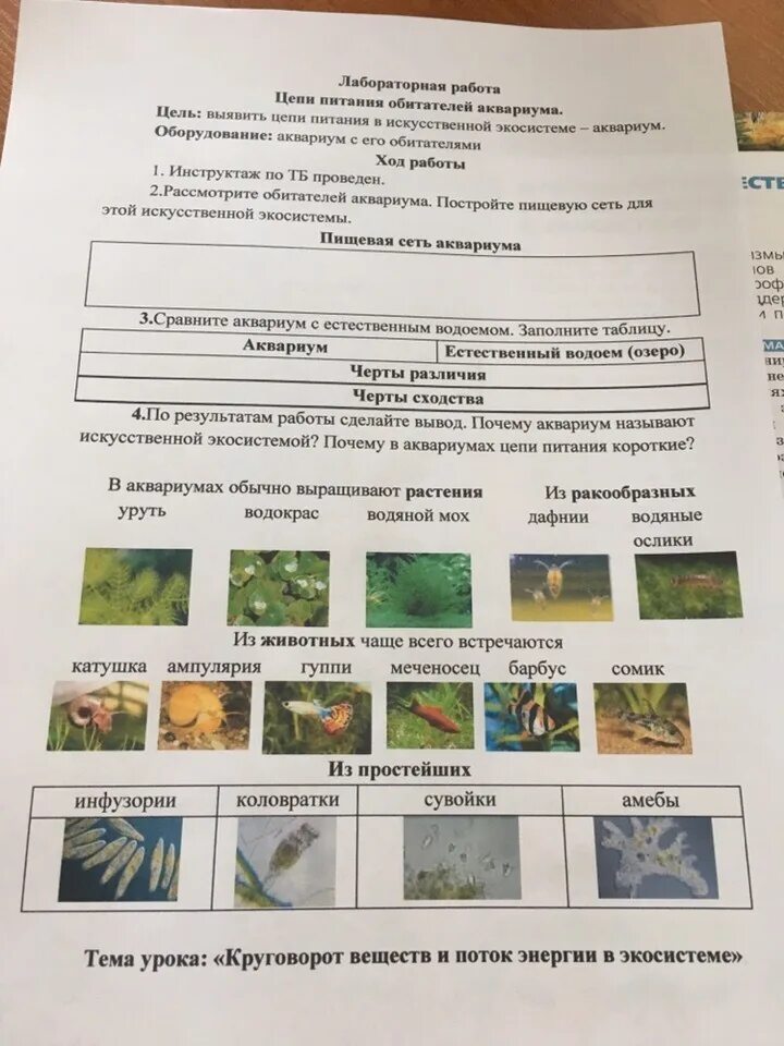 Обитатели аквариума 5 класс биология. Пищевая цепь обитателей аквариума. Пищевые цепи аквариума лабораторная работа. Лабораторная работа цепи питания обитателей аквариума. Цепочка по биологии пищевая аквариум.