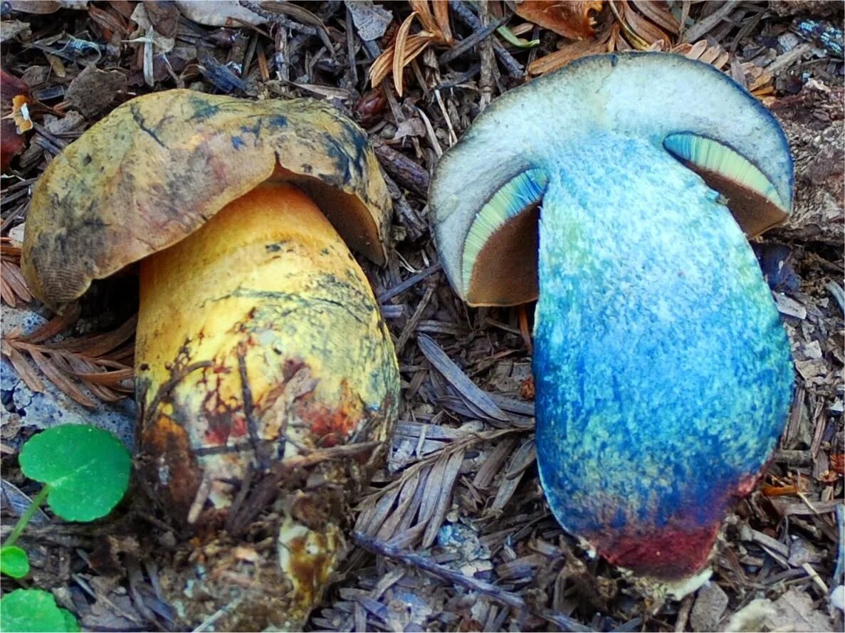 Гриб синяк. Гриб поддубовик поддубник. Подосиновик синеет. Гриб гиропорус синеющий. Грибы которые синеют на срезе.