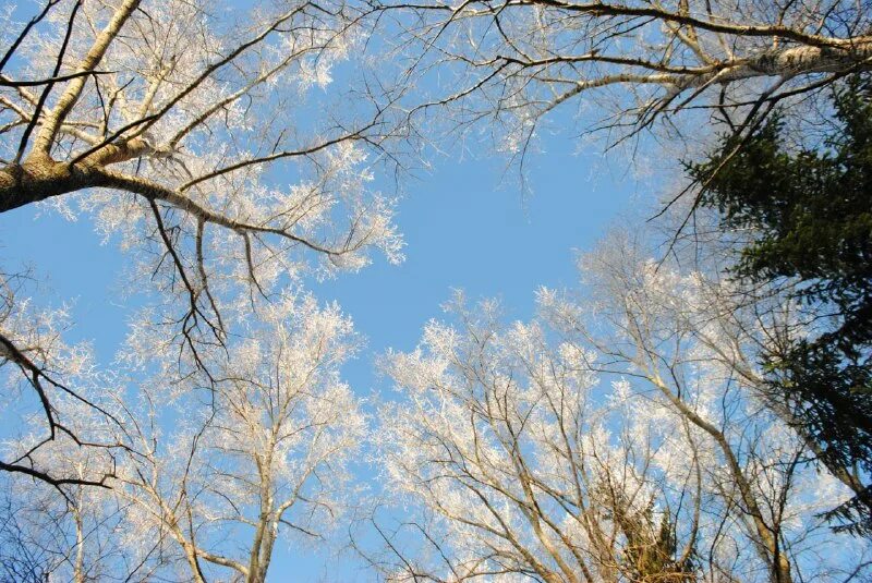 Небо сквозь кроны деревьев. Небо сквозь ветки деревьев. Ветка дерева. Сквозь бурые сучья деревьев белеет небо. Дерево сук зимний.