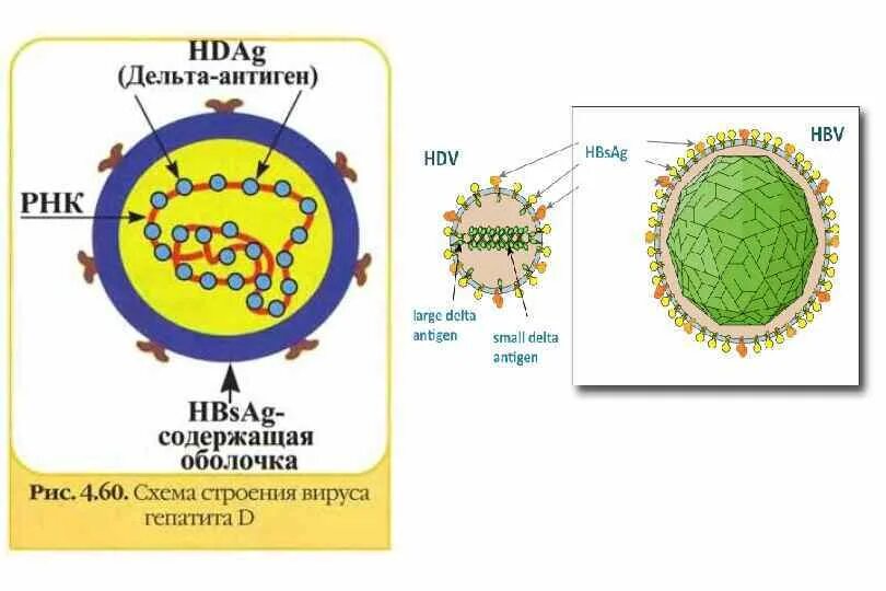 Строение вируса гепатита Дельта. Схема строения вируса гепатита д. Вирус гепатита d строение. Вирус гепатита д микробиология.