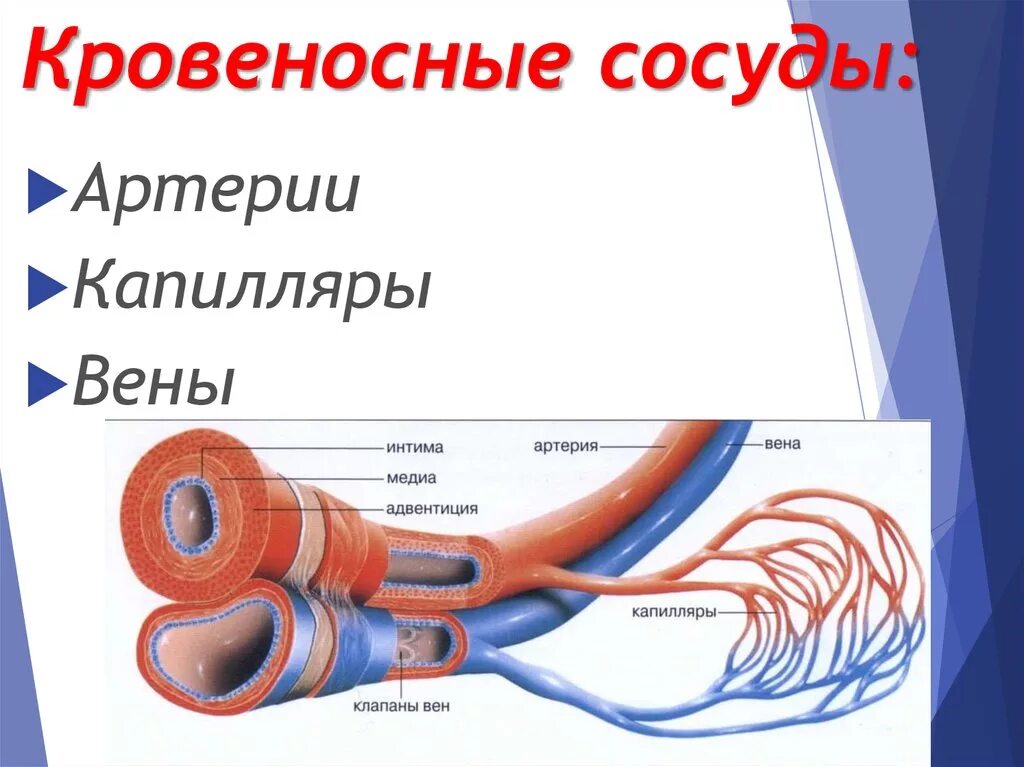 Вены и артерии схема. Схема строения кровеносных капилляров. Строение кровеносных сосудов анатомия. Строение кровеносных сосудов вены. Строение артерий и вен анатомия.