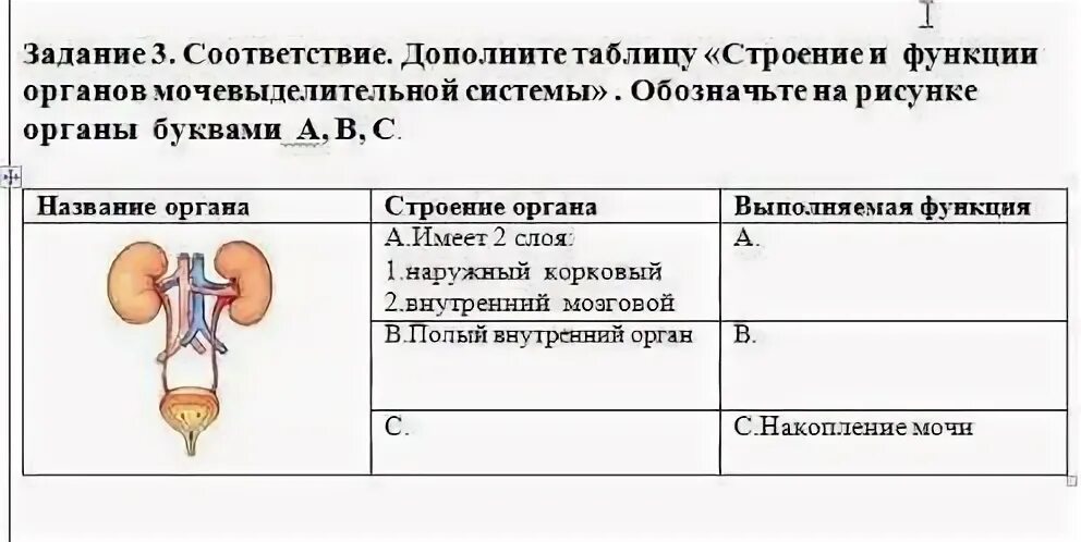 Мочевыделительная система таблица