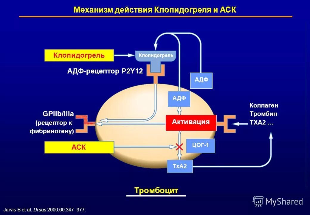 Клопидогрель механизм антиагрегантного действия. Механизм действия клопидогреля. Клопидогрел механизм деййстви. Клопидогрел механизм действия