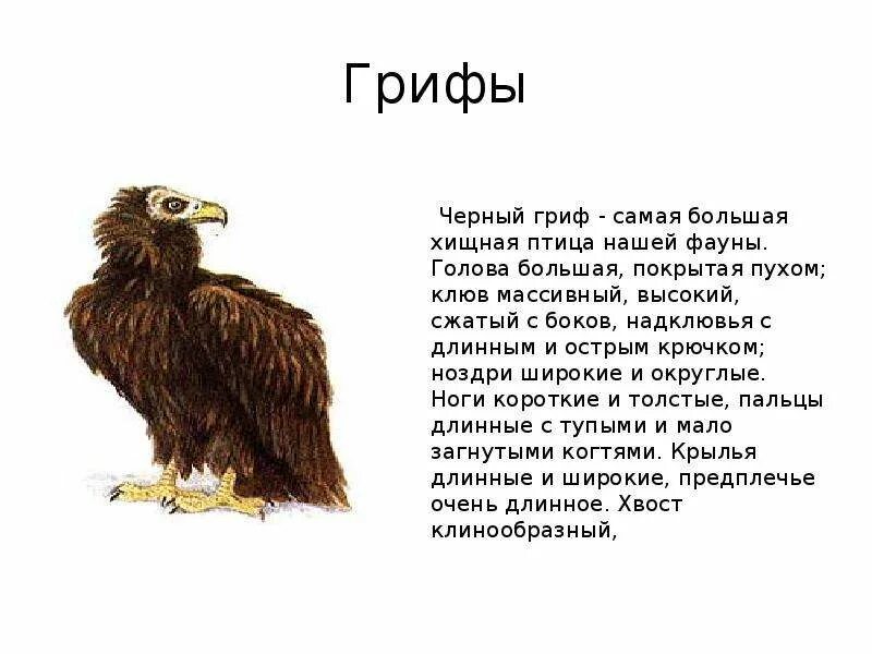 Гриф значение. Черный гриф. птица гриф описание. черный гриф птица. презентация на тему хищные птицы.