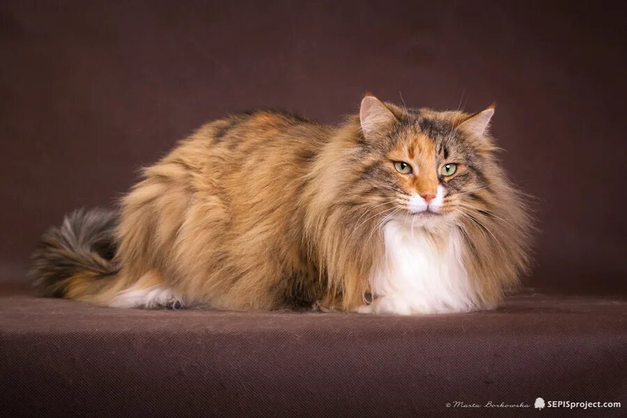 норвежская лесная тошка. норвежская лесная кошка вислоухая. норвежская лесная кошка котята. норвежская лесная. норвежская лесная кошка питомник.