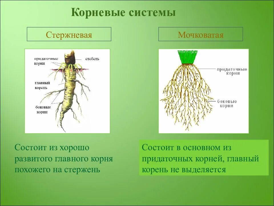 Главный корень зародыша развивается. Стержневая мочковая система корны. Стержневая и мочковатая система корня. Стержневая и мочковатая корневая система. Растения с стержневыми и мочковатыми корнями.