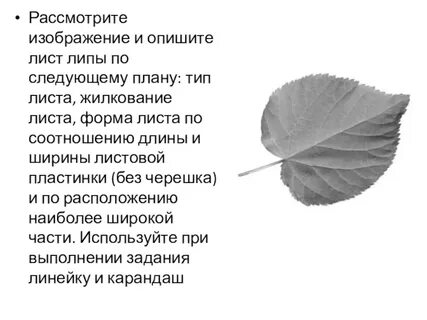 Краткая характеристика листа