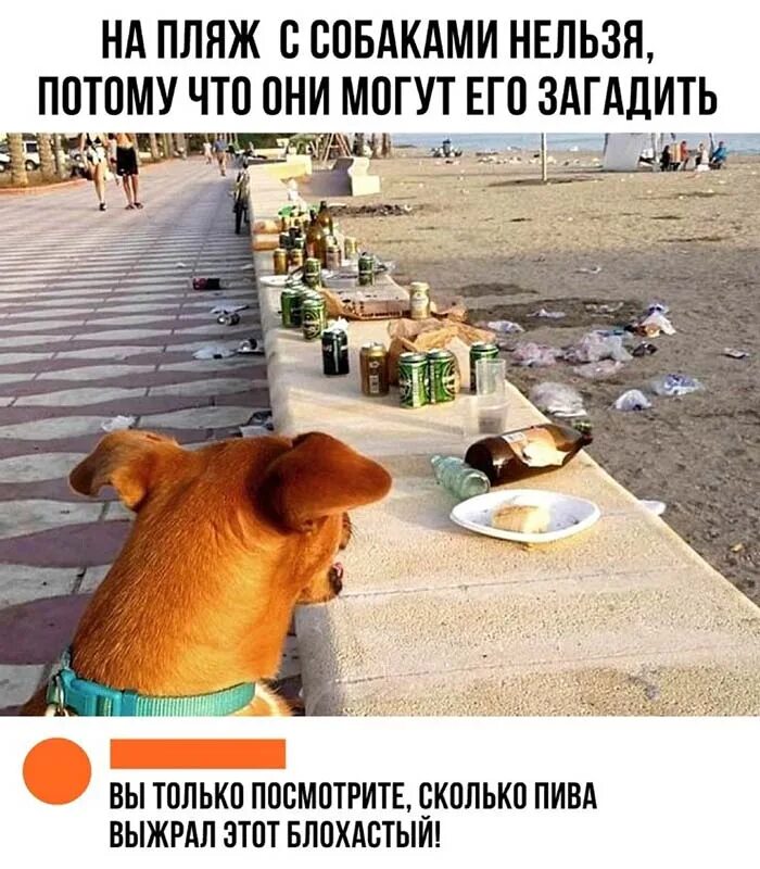 Где тут собака. С собаками на пляж нельзя. с собаками на пляж нельзя, они могут его загадить. собака нагадила.