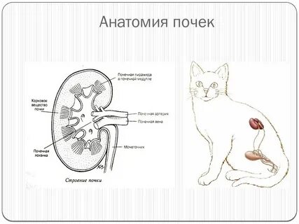 Больные почки у собаки