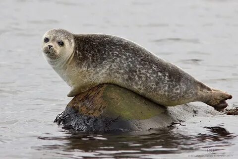Животные белого моря
