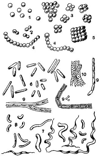 Бактерии 8 класс. Формы бактерий 5 класс биология. А) формы палочковидных клеток бактерий. Формы бактериальных клеток 5 класс биология. Формы бактерий 5 класс рисунок.