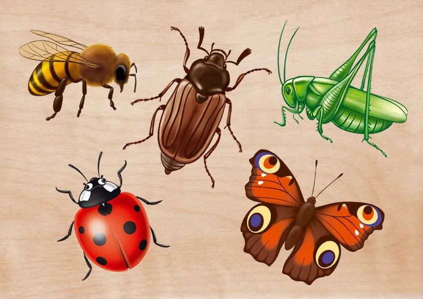 Тема насекомые в 1 младшей группе. Насекомые для дошкольников. Насекомые для ДОШКОЛЬНИКЛ. Насекомые рисунок. Изображение насекомых для детей.