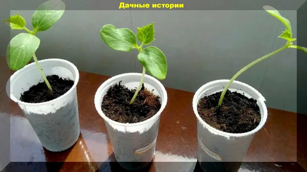 Рассада огурцов. Рассада вытянулась. Рассада огурцов вытянулась. Рассада подсолнуха.