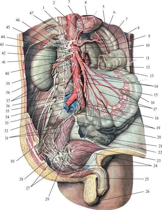 Найти мужской орган. Брюшная полость анатомия атлас Синельникова. Анатомия человека внутренние органы брюшной полости. Анатомический атлас брюшная полость мужчины. Анатомия брюшной полости и таза.