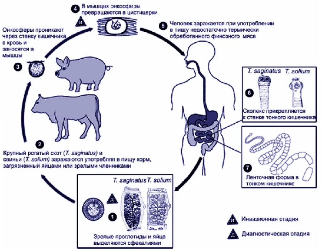 Свиной цепень жизненный цикл промежуточный хозяин. Цикл развития бычьего и свиного цепней. Цикл развития бычьего цепня. Жизненный цикл свиного цепня схема.