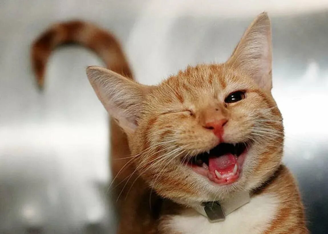 Радостный кот. Улыбка кота. Веселый котик. Кот улыбается. Пусть звенит веселый смех