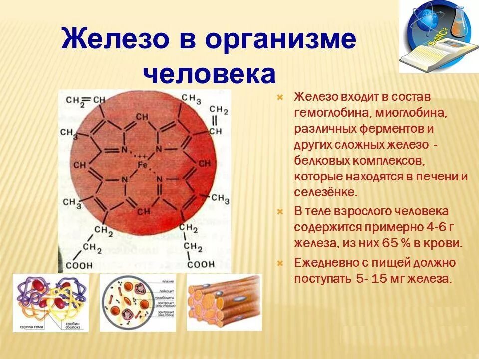 Для чего нужно железо для человека. Железо в организме человека. Роль железа в организме человека. Элемент железо в организме человека. Зачем нужно железо в организме человека.