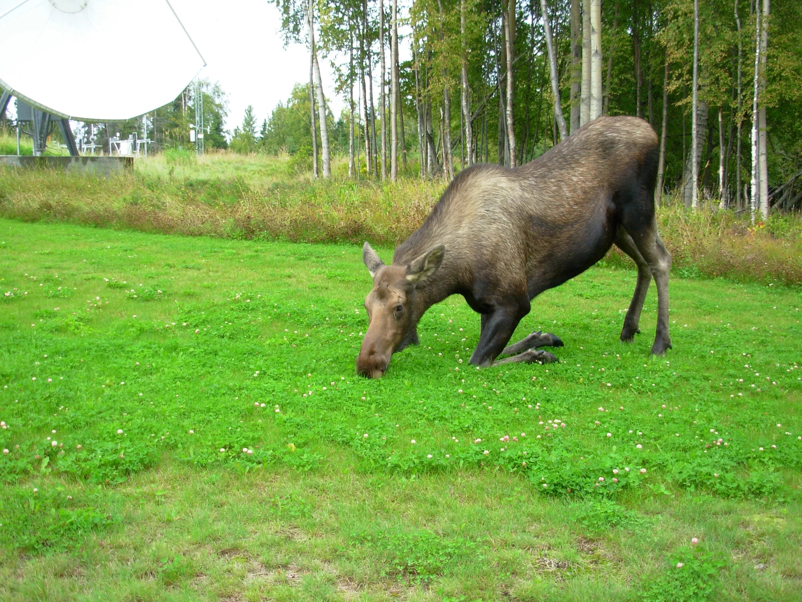 Лось и корова. Лось пасется. Лосиха и корова. Лось ест траву. Рацион лосей