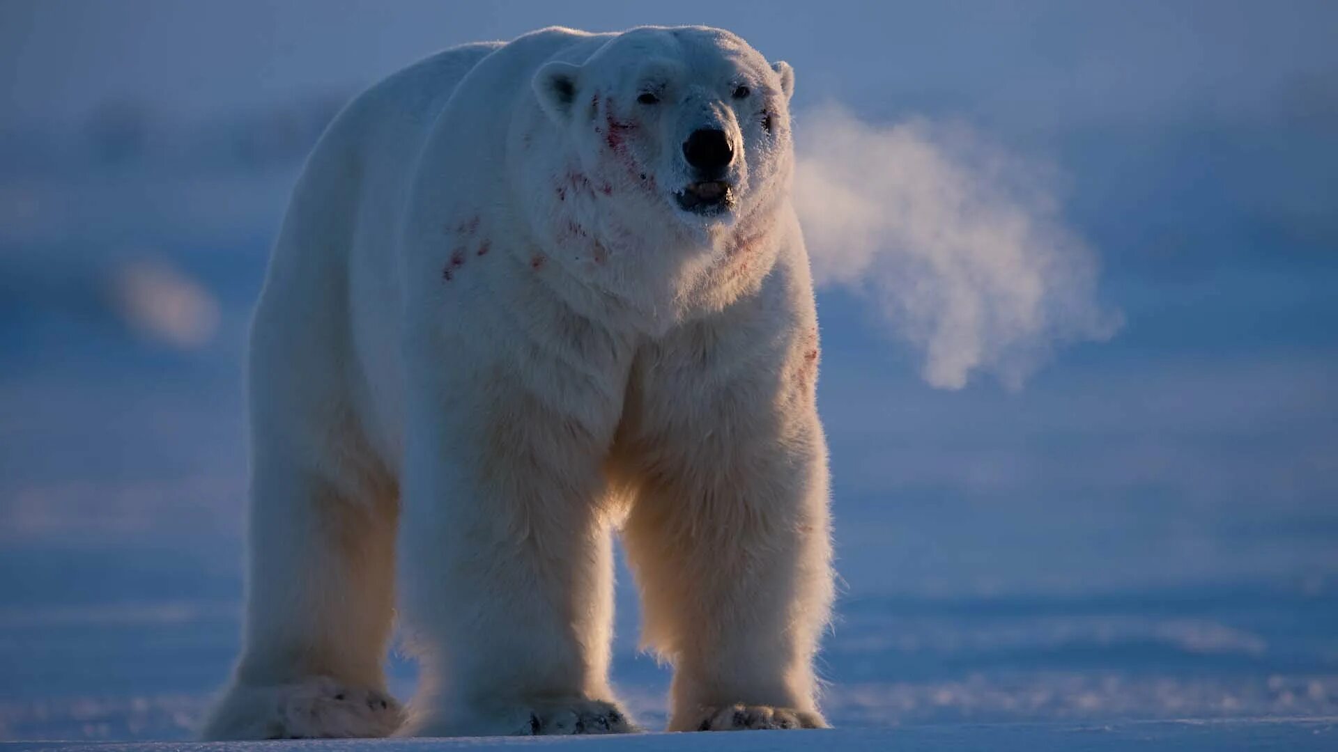 Полар бир (Polar Bear). Белый медведь. Огромный белый медведь. Белый медведь в полный рост. Белый медведь бег