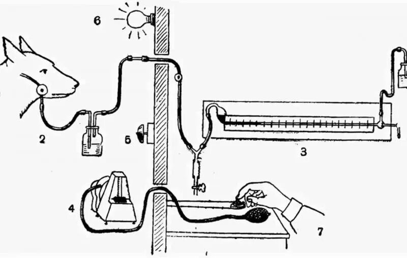 Условный рефлекс собаки Павлова схема. Собака Павлова эксперимент схема. Эксперимент Павлова условный рефлекс. Опыт Павлова условный рефлекс.