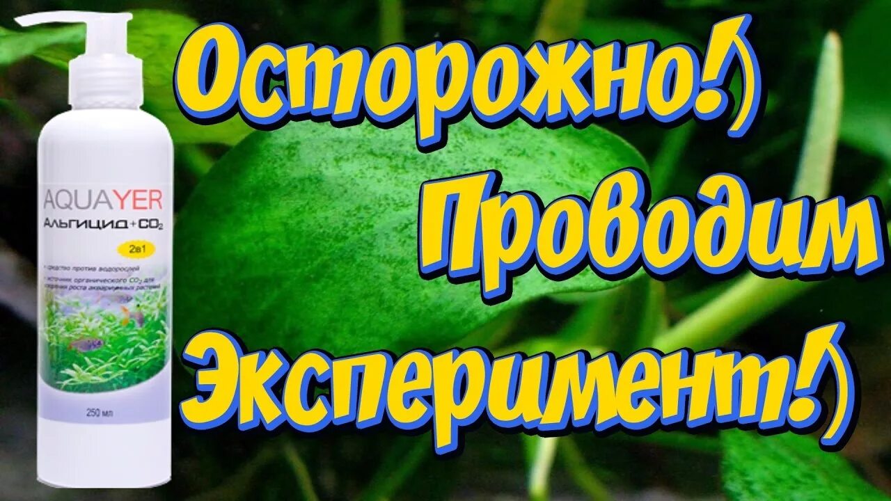 Как избавиться от водорослей. Амазония альгицид со2. средство от черных водорослей в аквариуме. средство от ксенококуса в аквариуме. средство от черной бороды в аквариуме.