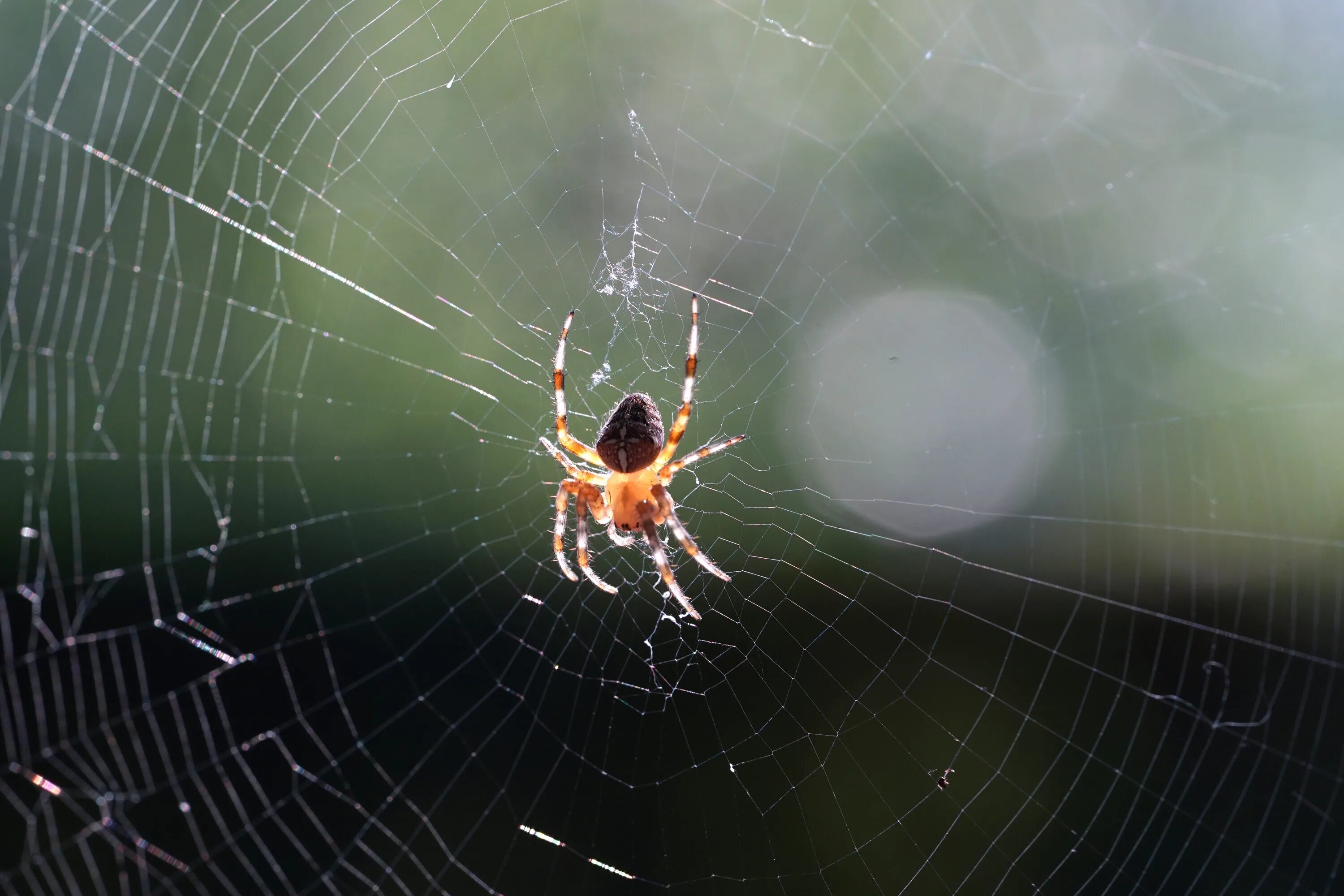 Увидеть ползущего паука. Паук крестовик плетет паутину. Паук Araneus. Паутина крестовика. Паутина паука крестовика.