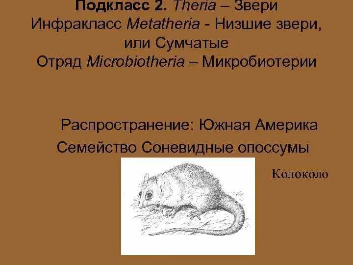 Тест по теме млекопитающие 8. Систематика сумчатых. Подкласс низшие звери. Подкласс звери инфракласс сумчатые. Инфракласс низшие звери.