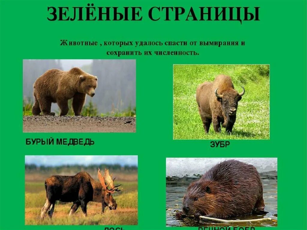 Проект зеленые страницы. Зеленые страницы красной книги растения. Зеленая страница книга животных. Зеленая страница книга животных. Зеленые страницы красной книги россии.