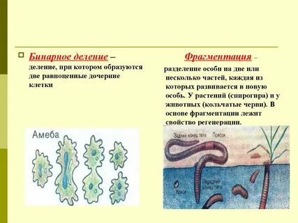 Бинарное разделение