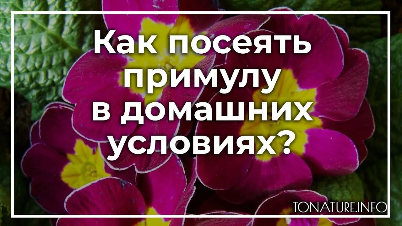 Как пересадить примулу. Примула как пересадить после покупки. Как поливать примулу в домашних условиях в горшке. Как рассадить примулу комнатную.