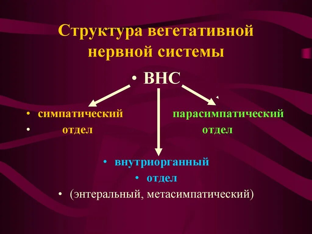 Классификация вегетативной. Строение симпатической и парасимпатической нервной системы. Вегетативная нервная система. Вегетативная нервная система симпатическая и парасимпатическая. Симпатический отдел вегетативной нервной системы.