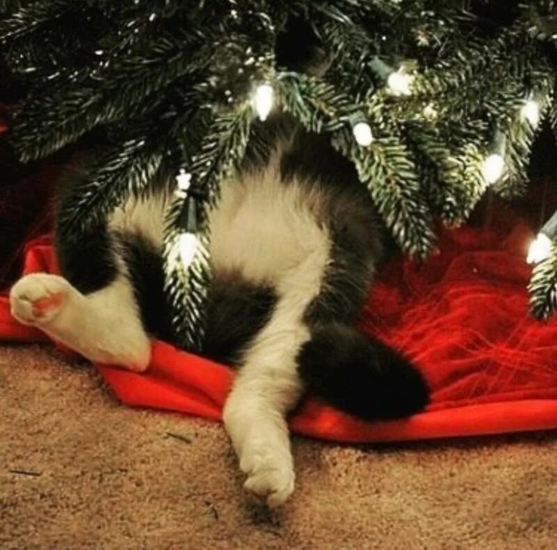 Кот и елка. Кошка и елка. Кошка и Новогодняя елка. Под елочкой. Жалко елки