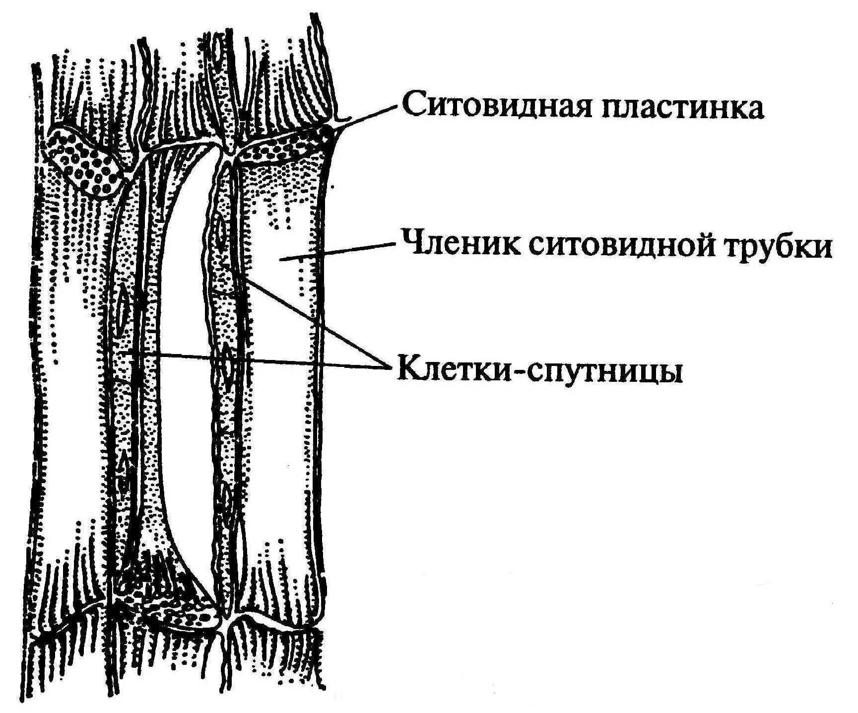 Строение трубочек. Ситовидные трубки флоэмы растений. Элементы флоэмы на продольном срезе тыквы. Продольный срез стебля тыквы флоэма. Флоэма стебля тыквы.