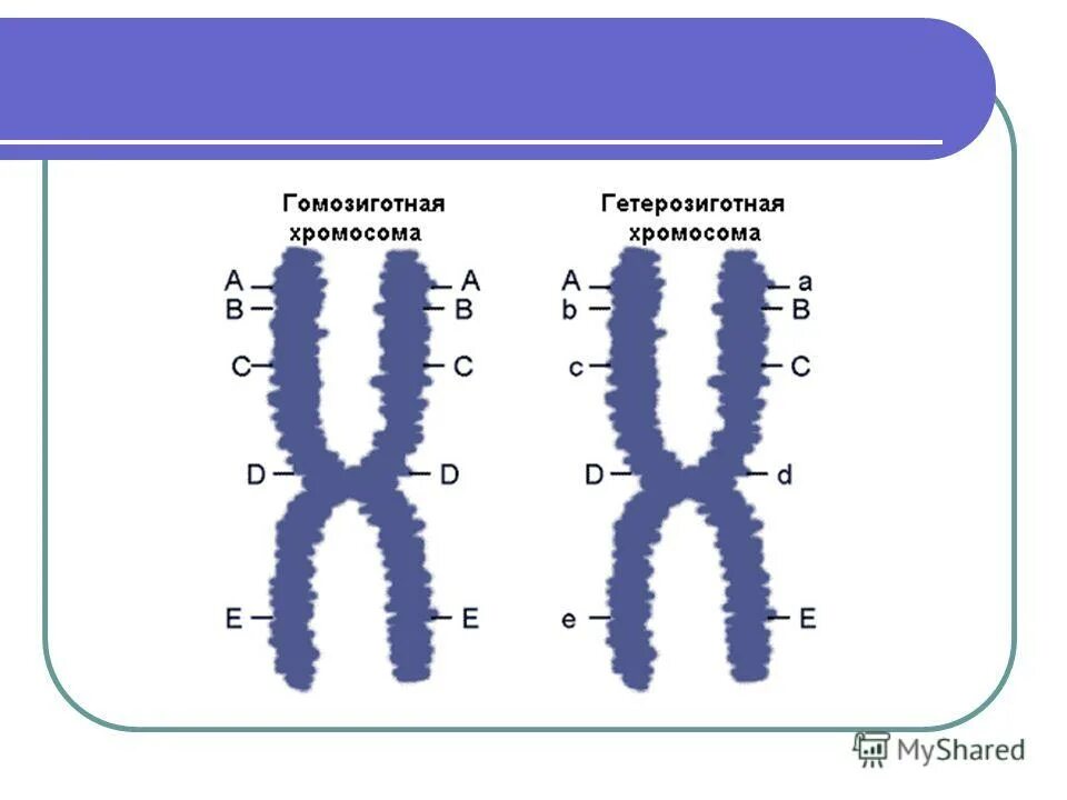 Гетерозиготная мутация что это. Мутация гена в гомозиготном состоянии. Гомозиготная форма мутации генов. Выявлен в гетерозиготной форме. Талассемия биохимия.