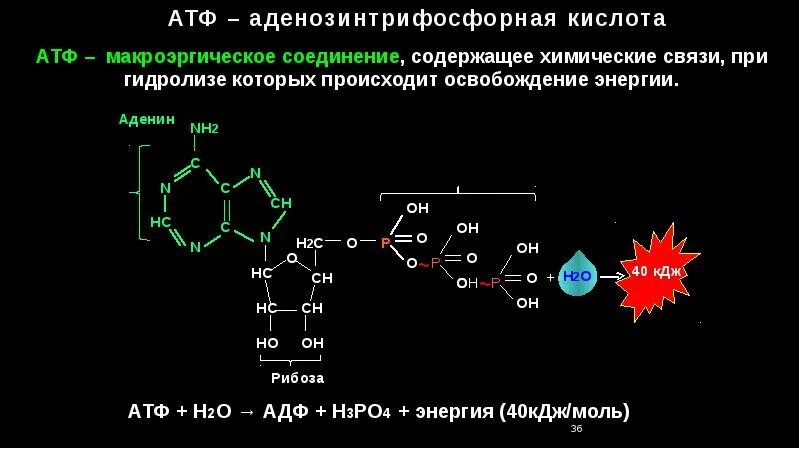 В атф заключено энергии. Строение АТФ типы химических связей. Структурная формула АТФ макроэргические связи. Макроэргическое соединение АТФ. Макроэргические соединения химическое строение.