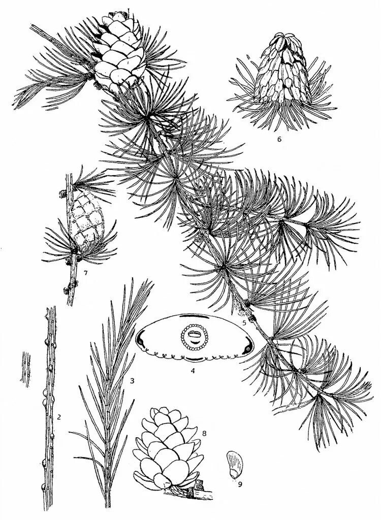 Лиственница Сибирская хвоинки. Микростробилы лиственницы сибирской. Расположение хвоинок у лиственницы сибирской. Лиственница Сибирская строение. Хвойные схема