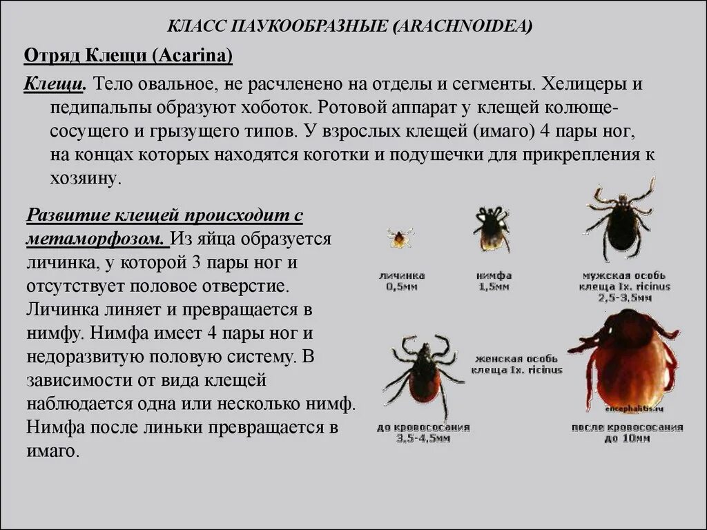 Характерные признаки отряда клещи. Класс паукообразные отряд клещи. Укажите характерные признаки отряда клещей. Строение хелицер и педипальп клеща.