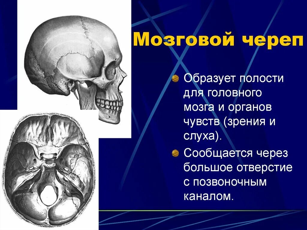 Где взять череп. Кости мозгового отдела черепа. Мозговой отдел черепа анатомия. Строение мозгового отдела черепа. Швы мозгового черепа.